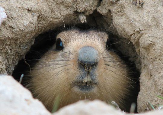 Spring Storms Ahead. Keep Your Snowplows Rolling